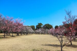 向山緑地、豊橋梅まつり、愛知県豊橋市の観光・撮影スポットの名所