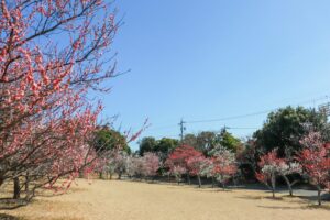 向山緑地、豊橋梅まつり、愛知県豊橋市の観光・撮影スポットの名所