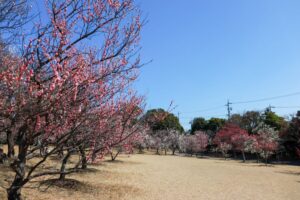 向山緑地、豊橋梅まつり、愛知県豊橋市の観光・撮影スポットの名所