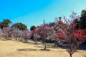 向山緑地、豊橋梅まつり、愛知県豊橋市の観光・撮影スポットの名所
