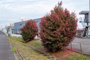 庄内緑地公園、サザンカ、1月春の花、名古屋市西区の観光・撮影スポットの画像と写真