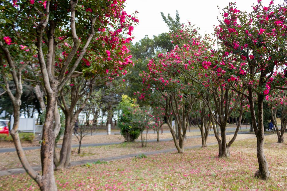 庄内緑地公園、サザンカ、1月春の花、名古屋市西区の観光・撮影スポットの画像と写真