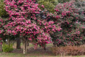 庄内緑地公園、サザンカ、1月春の花、名古屋市西区の観光・撮影スポットの画像と写真
