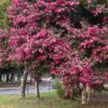 庄内緑地公園、サザンカ、1月春の花、名古屋市西区の観光・撮影スポットの画像と写真