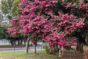庄内緑地公園、サザンカ、1月春の花、名古屋市西区の観光・撮影スポットの画像と写真