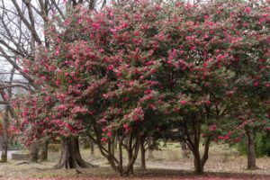 庄内緑地公園、サザンカ、1月春の花、名古屋市西区の観光・撮影スポットの画像と写真