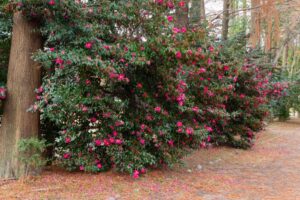 庄内緑地公園、サザンカ、1月春の花、名古屋市西区の観光・撮影スポットの画像と写真