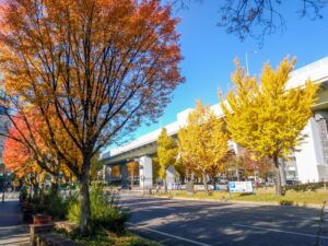 若宮大通、紅葉、イチョウ並木、11月秋、名古屋市中区の観光・撮影スポットの名所