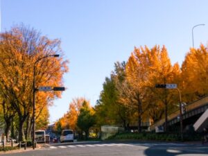 若宮大通、紅葉、イチョウ並木、11月秋、名古屋市中区の観光・撮影スポットの名所