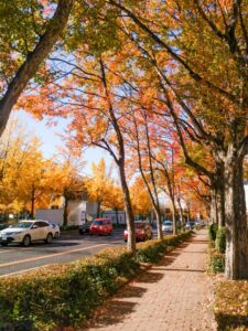 若宮大通、紅葉、イチョウ並木、11月秋、名古屋市中区の観光・撮影スポットの名所