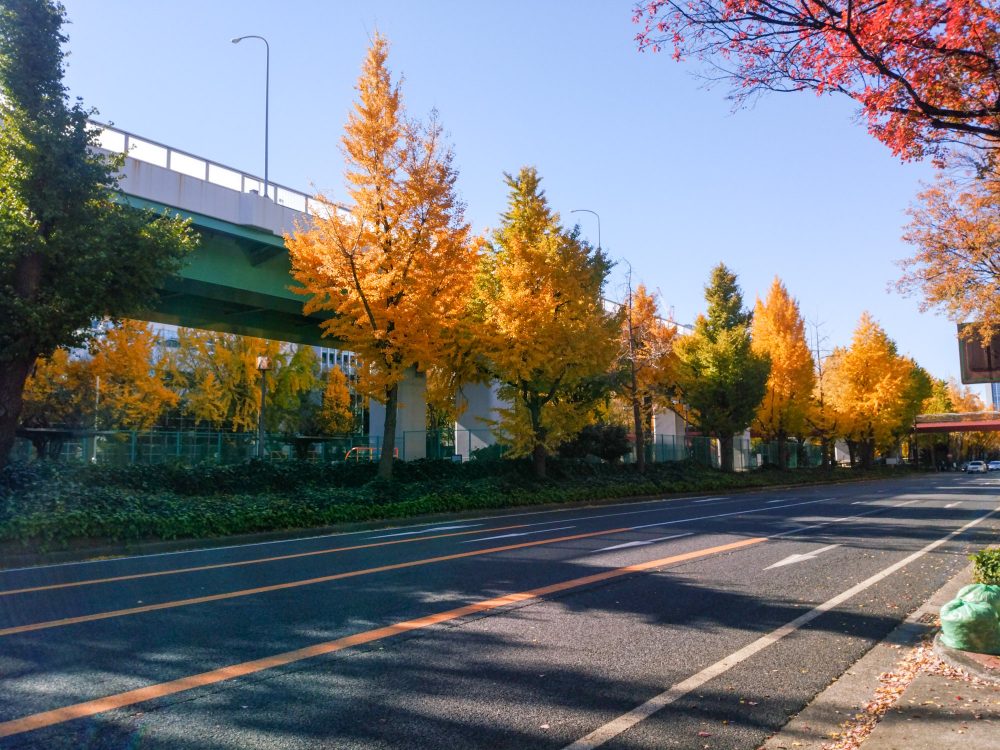 若宮大通、紅葉、イチョウ並木、11月秋、名古屋市中区の観光・撮影スポットの名所