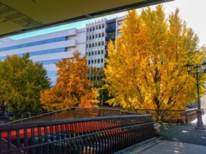 若宮大通、紅葉、イチョウ並木、11月秋、名古屋市中区の観光・撮影スポットの名所