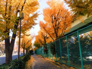 若宮大通、紅葉、イチョウ並木、11月秋、名古屋市中区の観光・撮影スポットの名所