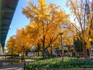 若宮大通、紅葉、イチョウ並木、11月秋、名古屋市中区の観光・撮影スポットの名所