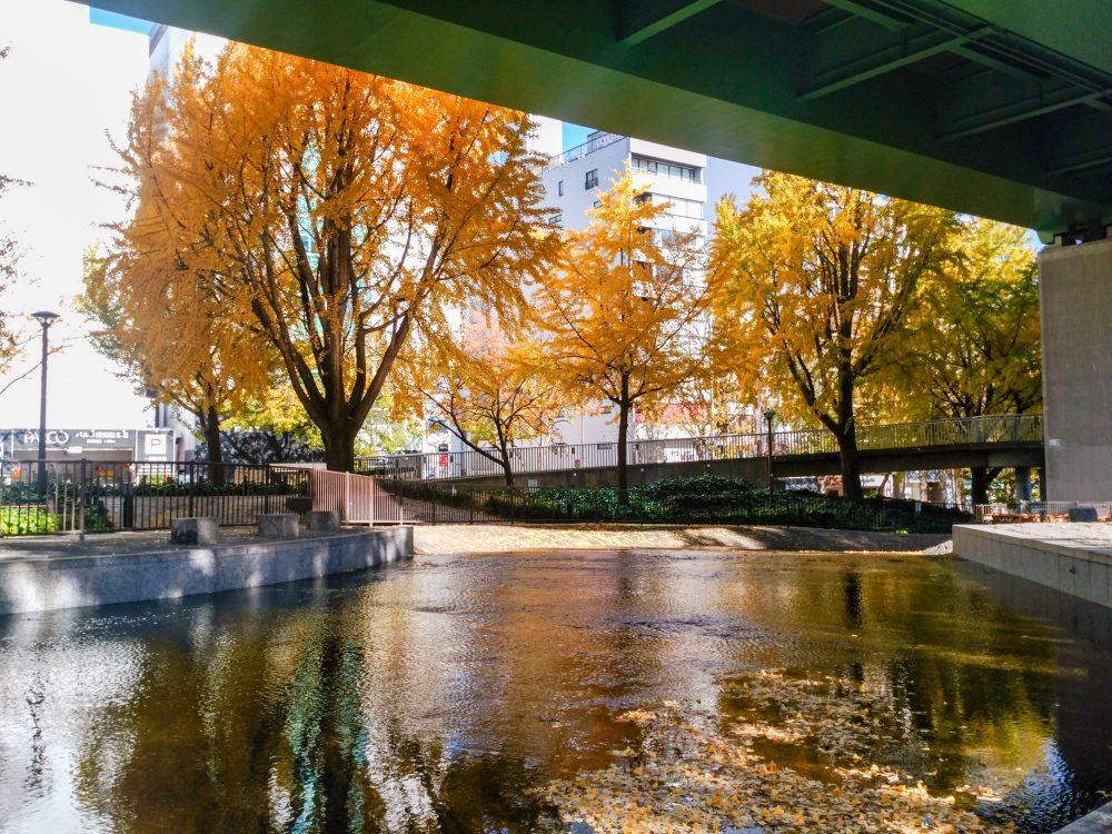 若宮大通、紅葉、イチョウ並木、11月秋、名古屋市中区の観光・撮影スポットの名所