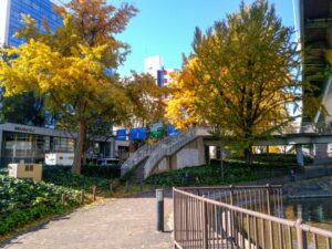 若宮大通、紅葉、イチョウ並木、11月秋、名古屋市中区の観光・撮影スポットの名所