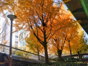 若宮大通、紅葉、イチョウ並木、11月秋、名古屋市中区の観光・撮影スポットの名所