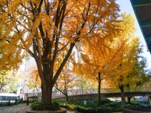 若宮大通、紅葉、イチョウ並木、11月秋、名古屋市中区の観光・撮影スポットの名所
