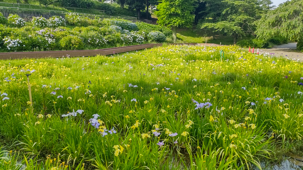 ベティーさんの家、旭公園、花しょうぶ、6月夏の花、愛知県知多市の観光・撮影スポットの名所