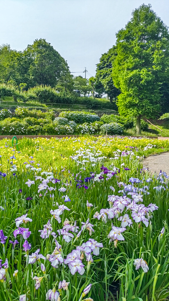 ベティーさんの家、旭公園、花しょうぶ、6月夏の花、愛知県知多市の観光・撮影スポットの名所