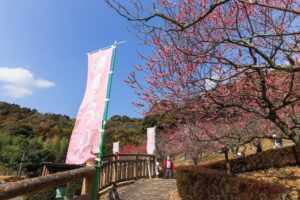 赤塚山公園、豊橋梅まつり、愛知県豊橋市の観光・撮影スポットの名所