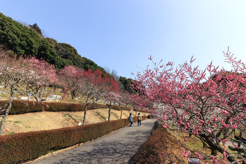 赤塚山公園、豊橋梅まつり、愛知県豊橋市の観光・撮影スポットの名所