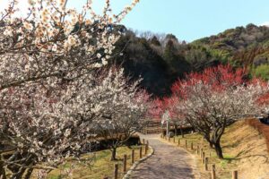 赤塚山公園、豊橋梅まつり、愛知県豊橋市の観光・撮影スポットの名所