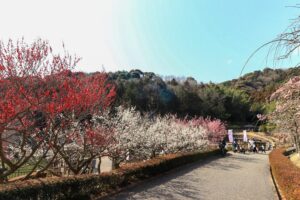 赤塚山公園、豊橋梅まつり、愛知県豊橋市の観光・撮影スポットの名所