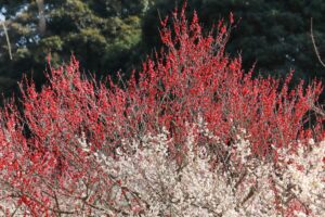 赤塚山公園、豊橋梅まつり、愛知県豊橋市の観光・撮影スポットの名所