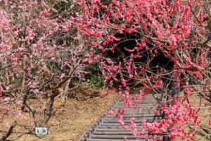 赤塚山公園、豊橋梅まつり、愛知県豊橋市の観光・撮影スポットの名所