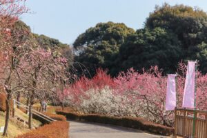 赤塚山公園、豊橋梅まつり、愛知県豊橋市の観光・撮影スポットの名所