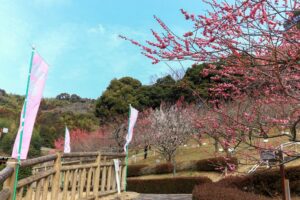 赤塚山公園、豊橋梅まつり、愛知県豊橋市の観光・撮影スポットの名所