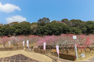 赤塚山公園、豊橋梅まつり、愛知県豊橋市の観光・撮影スポットの名所