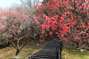 赤塚山公園、豊橋梅まつり、愛知県豊橋市の観光・撮影スポットの名所