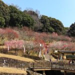 赤塚山公園、豊橋梅まつり、愛知県豊橋市の観光・撮影スポットの名所