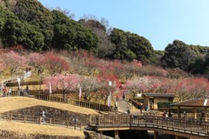 赤塚山公園、豊橋梅まつり、愛知県豊橋市の観光・撮影スポットの名所