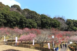赤塚山公園、豊橋梅まつり、愛知県豊橋市の観光・撮影スポットの名所