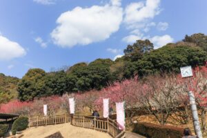 赤塚山公園、豊橋梅まつり、愛知県豊橋市の観光・撮影スポットの名所