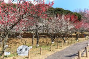 赤塚山公園、豊橋梅まつり、愛知県豊橋市の観光・撮影スポットの名所
