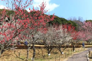 赤塚山公園、豊橋梅まつり、愛知県豊橋市の観光・撮影スポットの名所