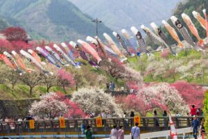 阿智村：花桃の里、5月春の花、長野県下伊那郡の観光・撮影スポットの名所