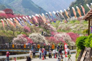 阿智村：花桃の里、5月春の花、長野県下伊那郡の観光・撮影スポットの名所