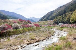 阿智村：花桃の里、5月春の花、長野県下伊那郡の観光・撮影スポットの名所
