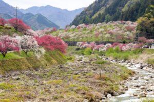 阿智村：花桃の里、5月春の花、長野県下伊那郡の観光・撮影スポットの名所