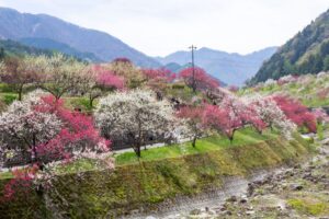 阿智村：花桃の里、5月春の花、長野県下伊那郡の観光・撮影スポットの名所