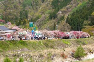 阿智村：花桃の里、5月春の花、長野県下伊那郡の観光・撮影スポットの名所