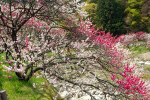阿智村：花桃の里、5月春の花、長野県下伊那郡の観光・撮影スポットの名所