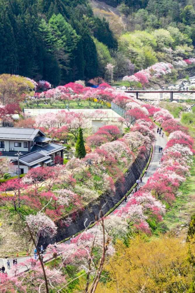 阿智村：花桃の里、5月春の花、長野県下伊那郡の観光・撮影スポットの名所