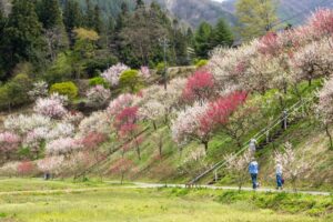 阿智村：花桃の里、5月春の花、長野県下伊那郡の観光・撮影スポットの名所
