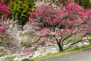 阿智村：花桃の里、5月春の花、長野県下伊那郡の観光・撮影スポットの名所